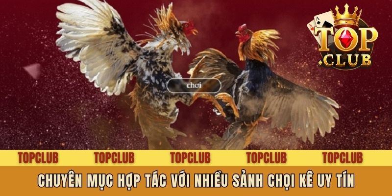 Chuyên mục hợp tác với nhiều sảnh chọi kê uy tín