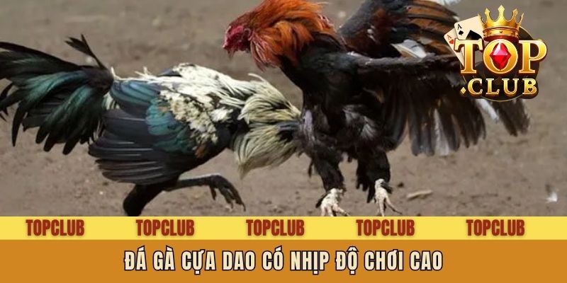 Đá gà cựa dao có nhịp độ chơi cao