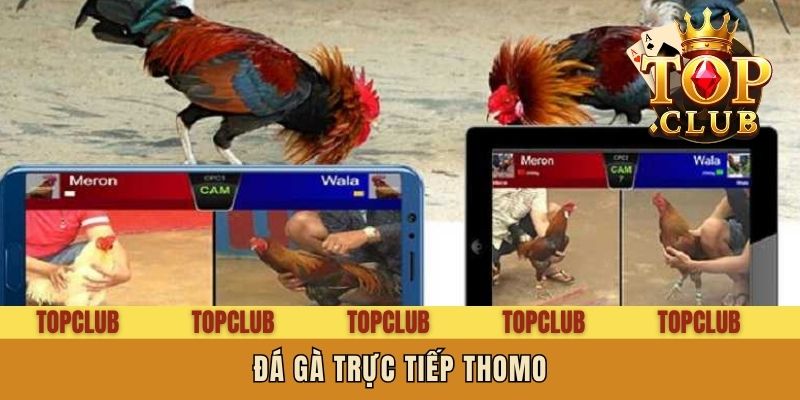 Đá gà Trực Tiếp Thomo - Theo Dõi Trực Tiếp Từ Sới Campuchia